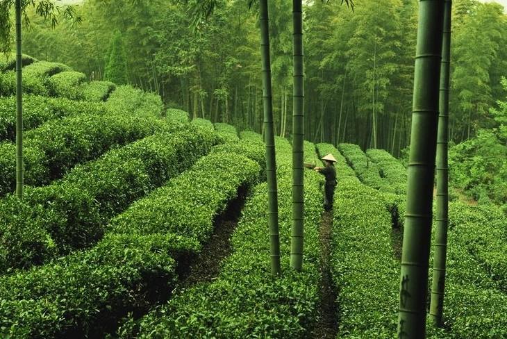 宜兴云湖茶博园