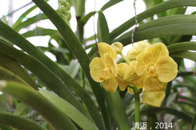 西皮流水的谱子