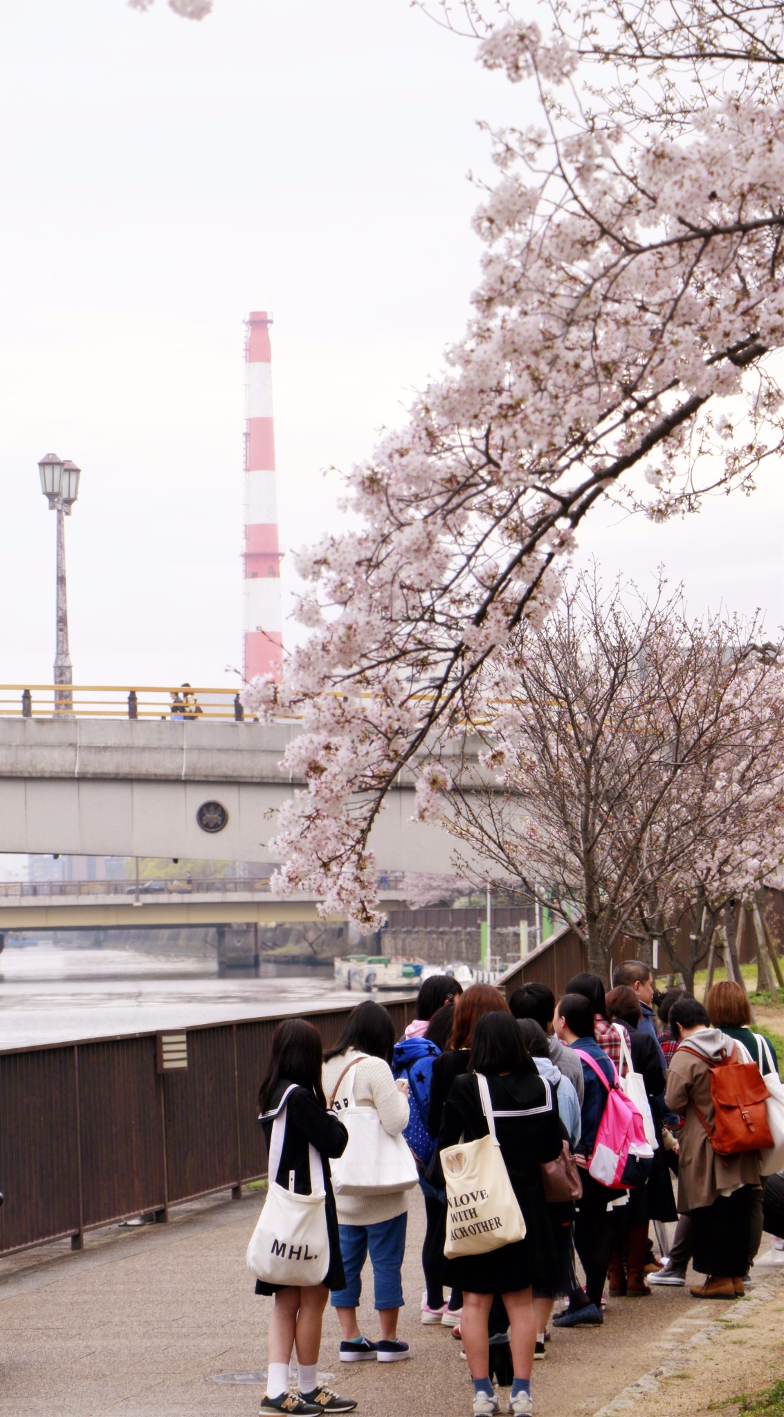 大阪樱花(大阪城公园)