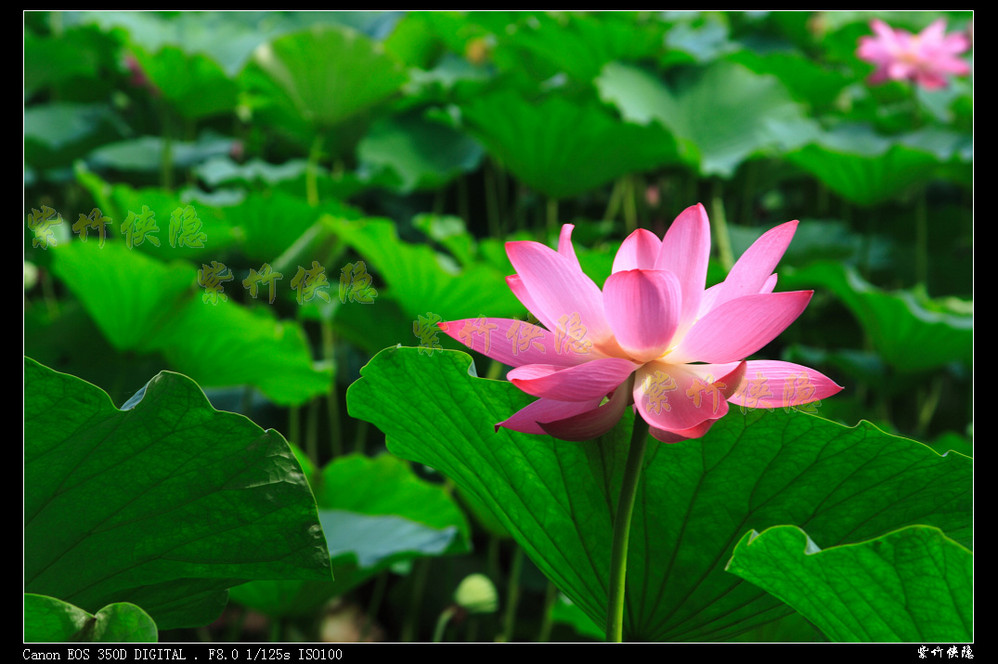 wKgBm04WYS3g8HbcAALfJJ-FzGI90.jpeg?imageView2%2F2%2Fw%2F600%2Fh%2F600%2Fq%2F90