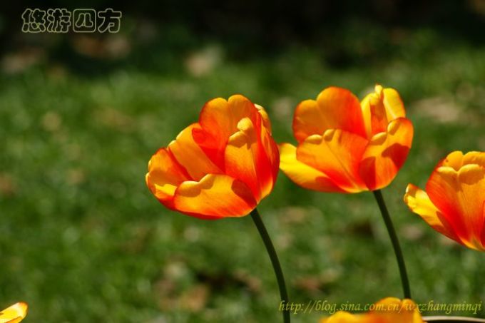 有蓝色的郁金香吗 wKgBm04VH9iSES6VAAFrHZUli1U78.jpeg?imageView2%2F2%2Fw%2F680%2Fq%2F90