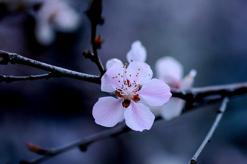 人面桃花曲谱_秦腔戏歌人面桃花曲谱