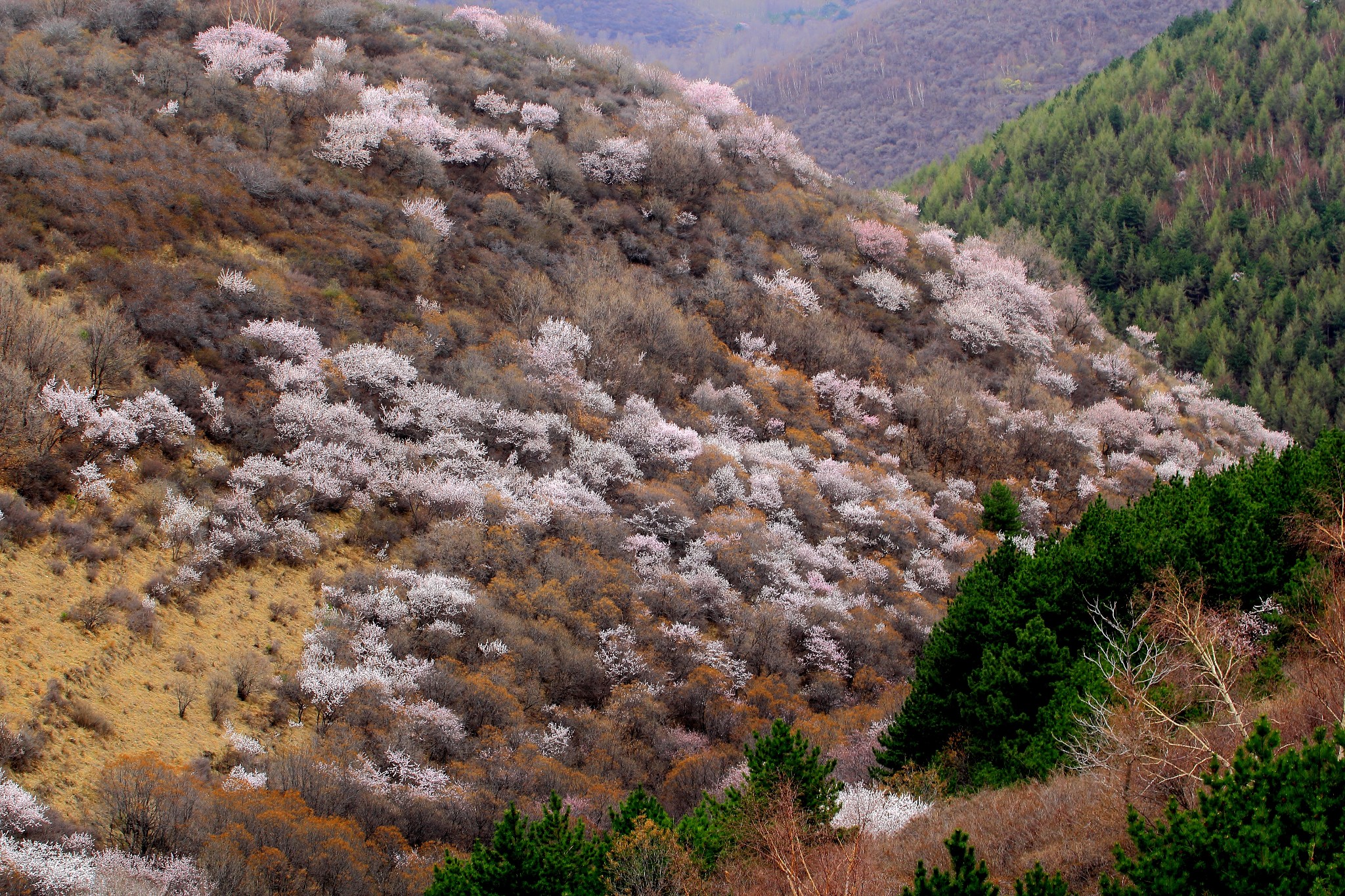 在那桃花盛开的地方——尖山--盂县游记--马蜂窝