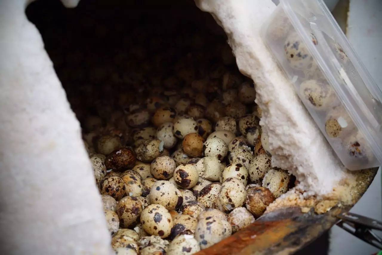 wKgBZ1j5xP2AYKnEAAFr5h5y1yM42.jpeg?imageView2%2F2%2Fw%2F600%2Fh%2F600%2Fq%2F90