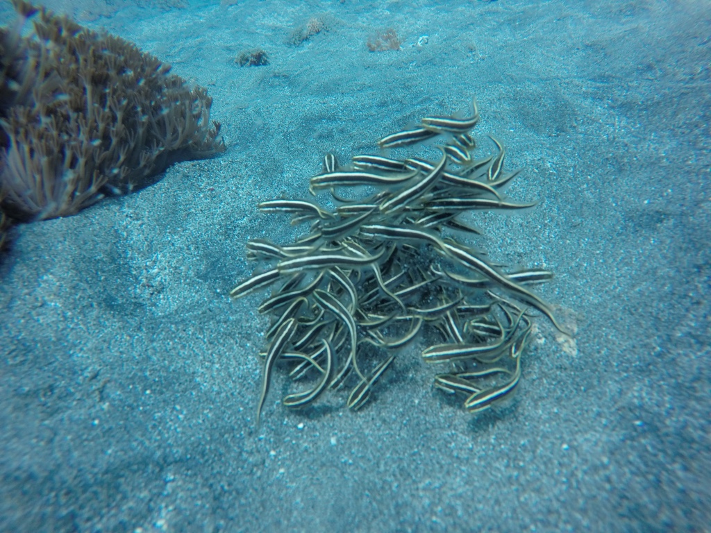 巴釐島自助遊攻略