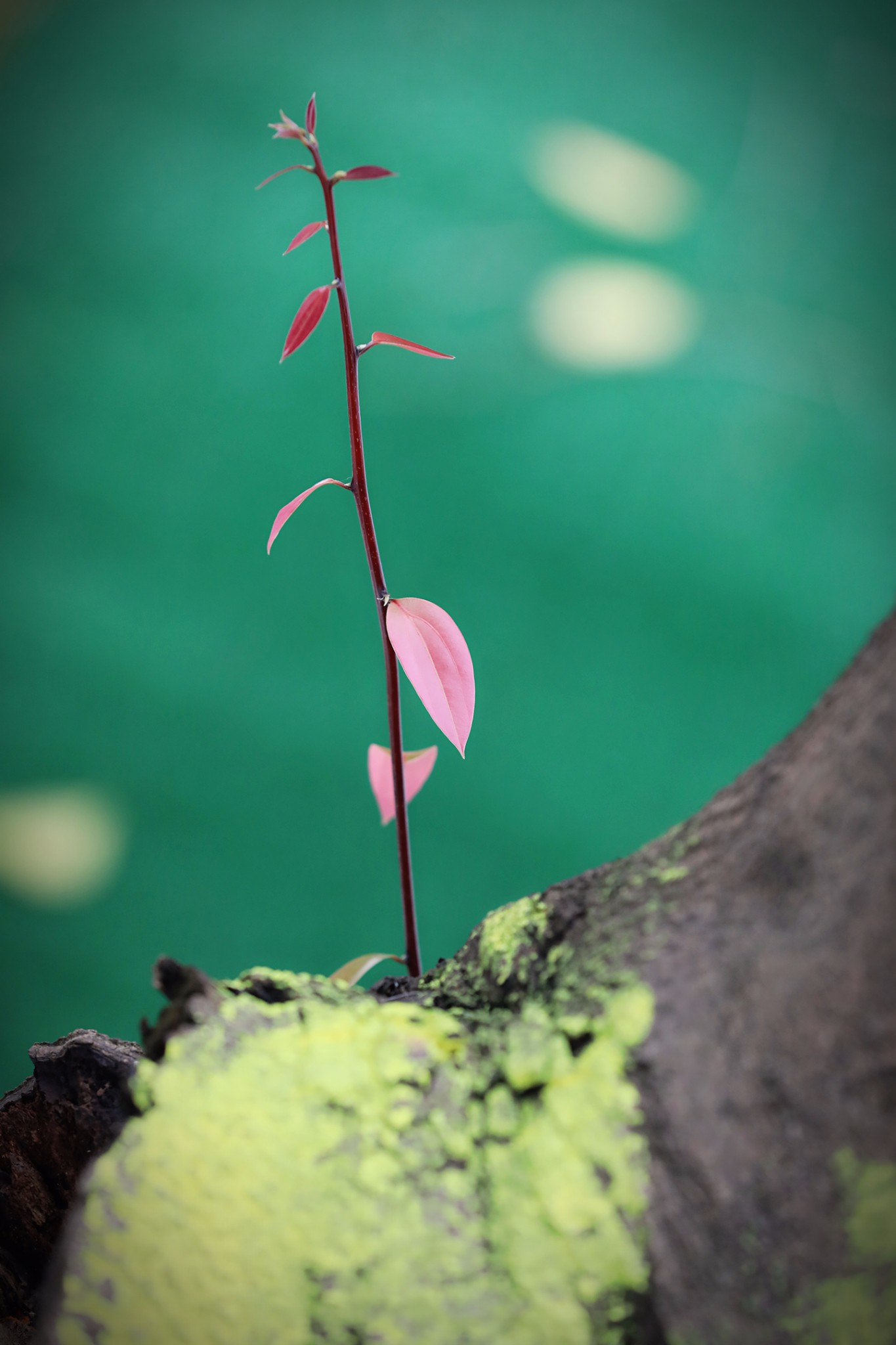 wKgBZ1kXIw-AJBWMAAPU4JKK3Bc66.jpeg?imageView2%2F2%2Fw%2F600%2Fh%2F600%2Fq%2F90