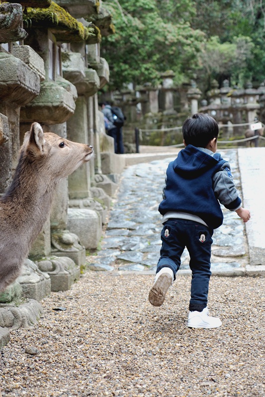 京都自助遊攻略