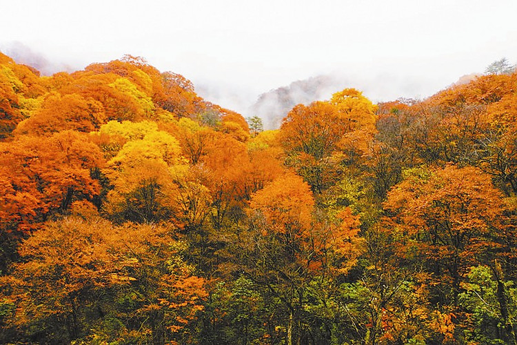 巴中 游记   很早前就向往着去米仓山看红叶呢.
