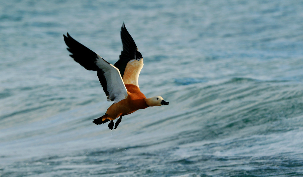 纳木措里"玩冲浪"的大黄鸭