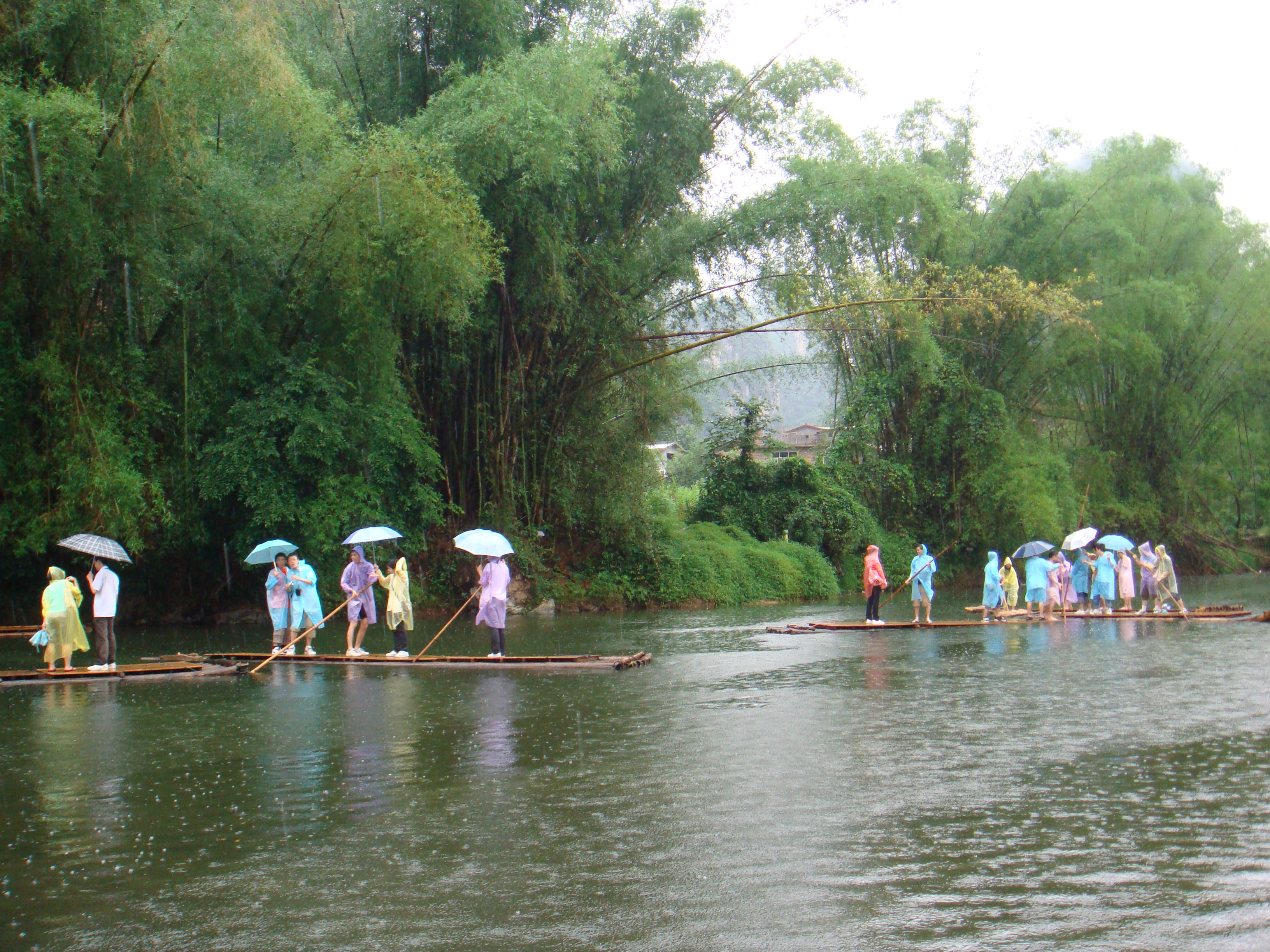 Yangshuo Big Banyan Tree