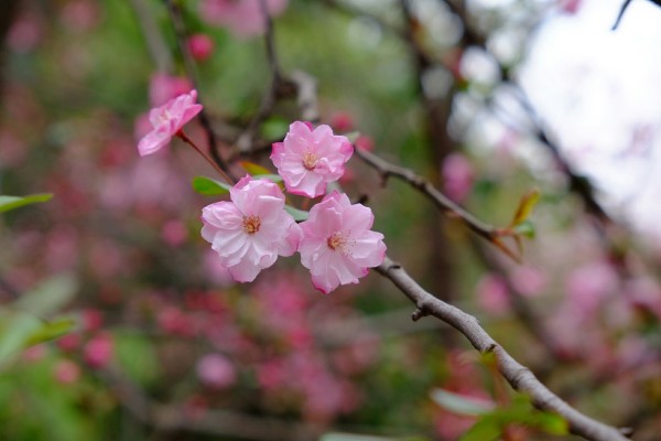 晚上怎么拍海棠花 wKgBZ1i9VeqAAoiBAA_TduvYqC805.jpeg?imageView2%2F2%2Fw%2F600%2Fh%2F600%2Fq%2F90