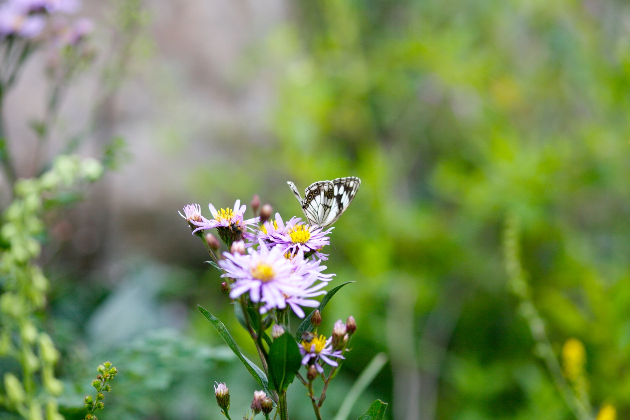 wKgBZ1mZGA6AXtW7AAj887_psaY38.jpeg?imageView2%2F2%2Fw%2F680%2Fq%2F90