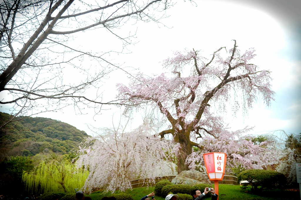 京都自助遊攻略