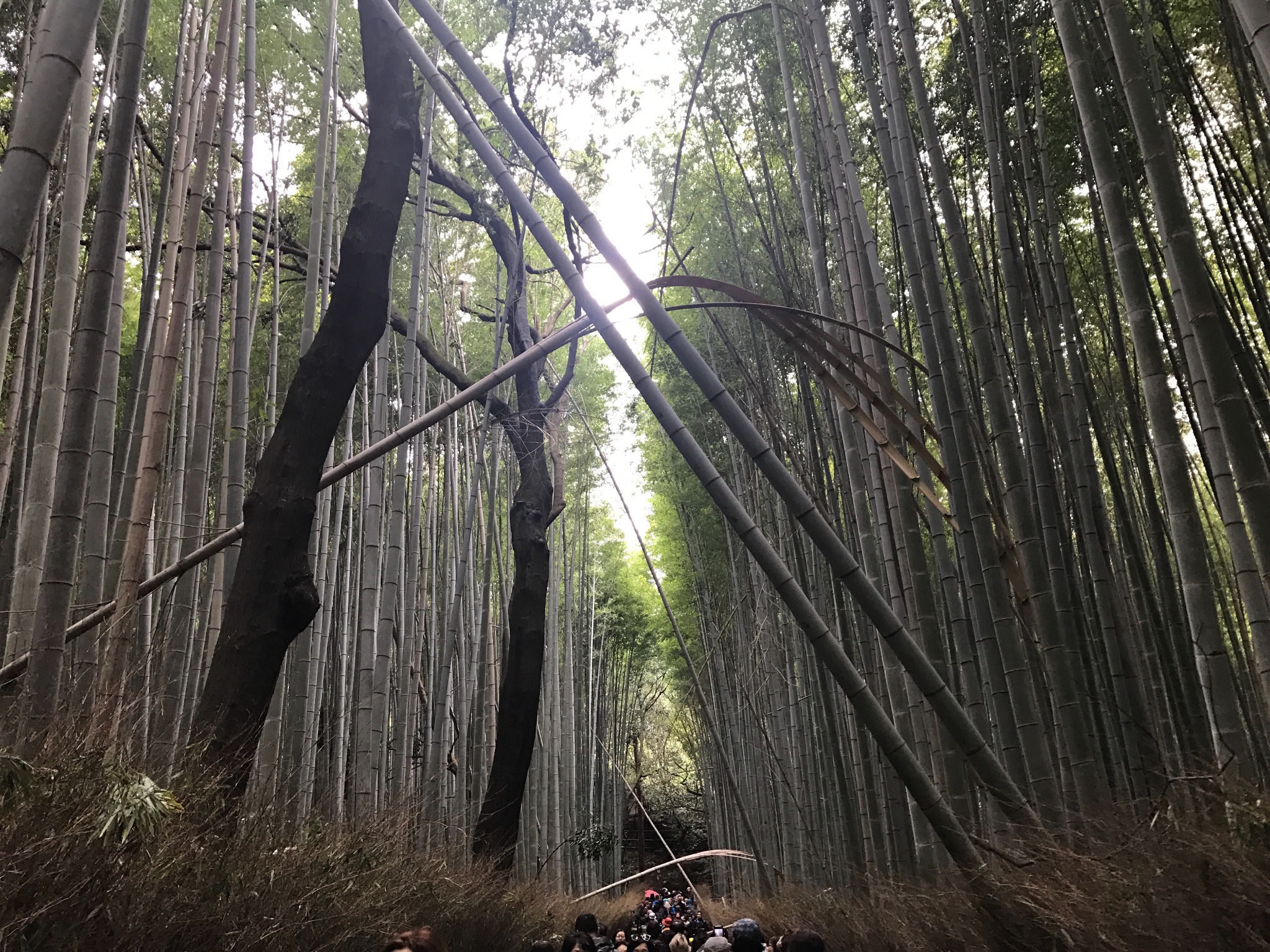 北海道自助遊攻略