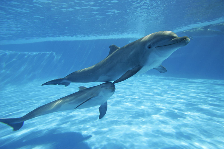 含极地企鹅馆水族馆(穿越海底隧道 观看梦幻鲸鱼 海豚海狮表演)