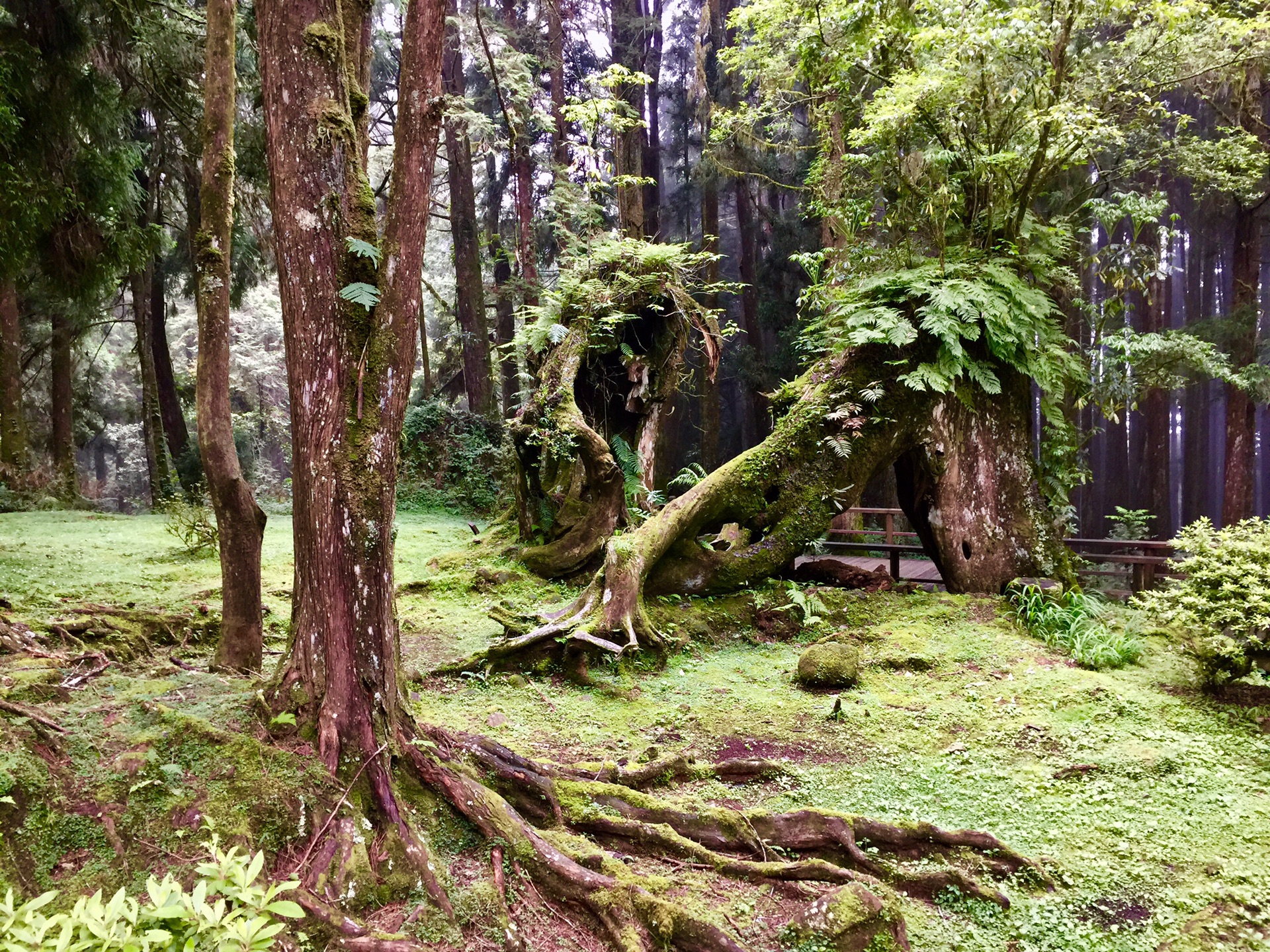 阿裡山自助遊攻略