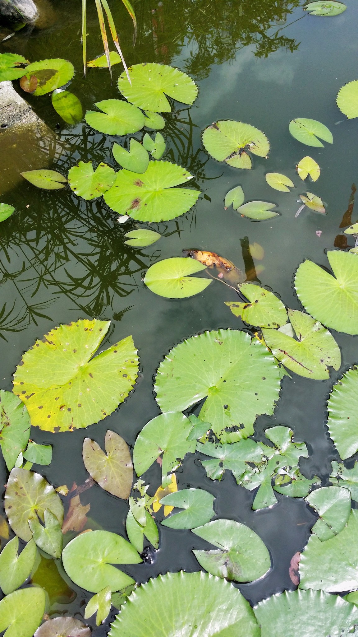 花蓮自助遊攻略