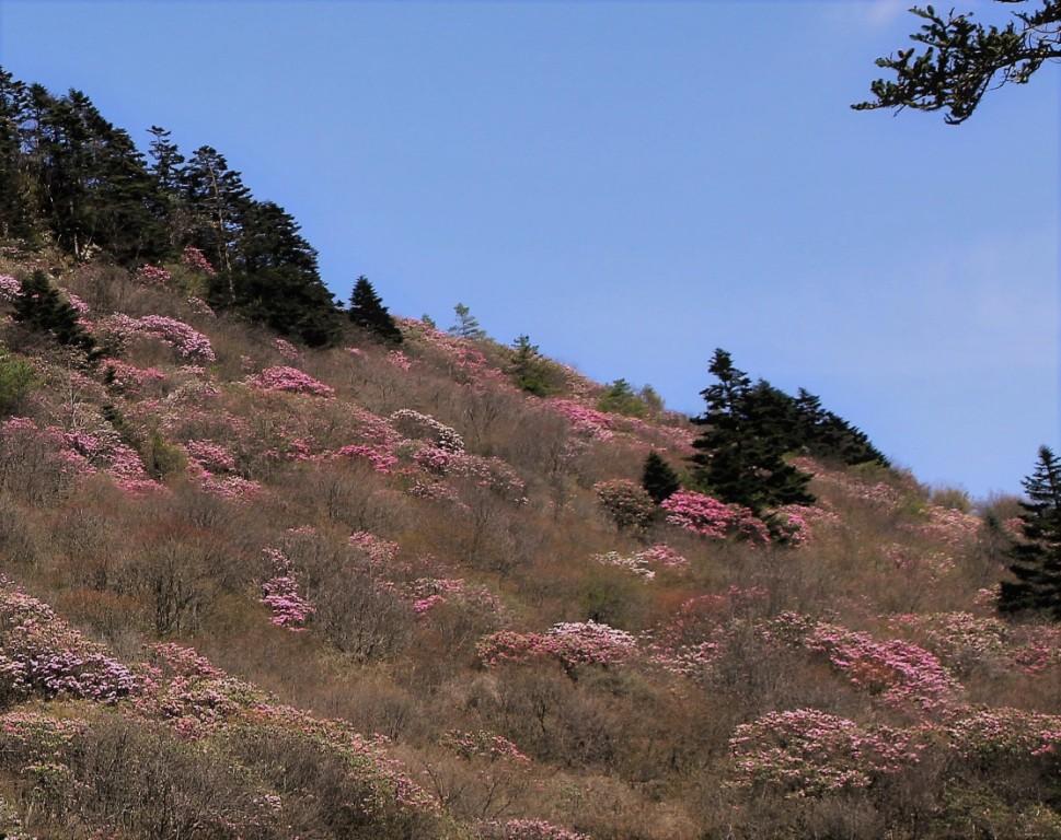 神农架婚纱摄影_湖北神农架雪景摄影