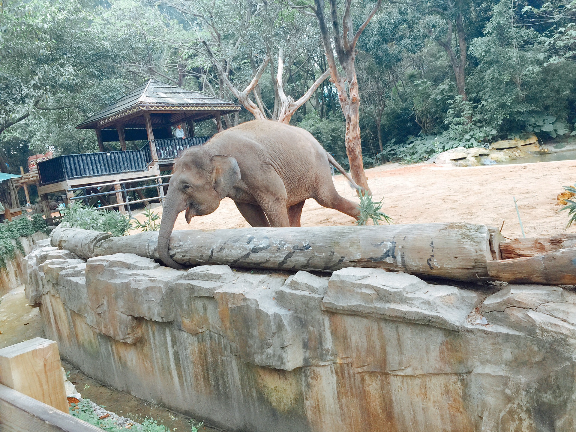 老虎假山猜成语_鱼池假山图片(3)