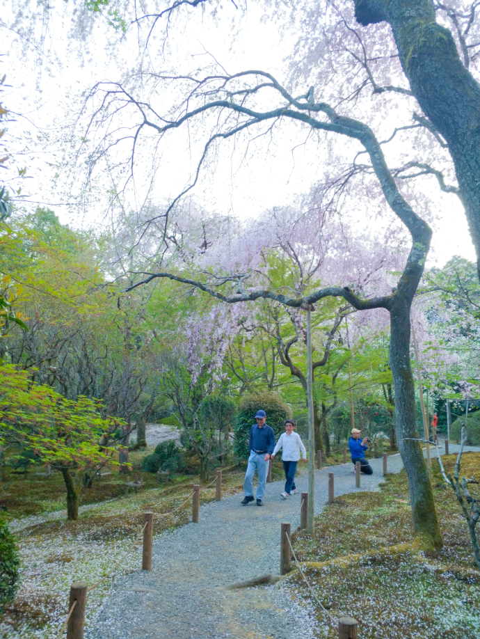 京都自助遊攻略