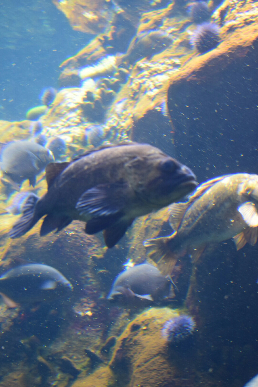 水族有多少人口_北流隆盛镇有多少人口(2)