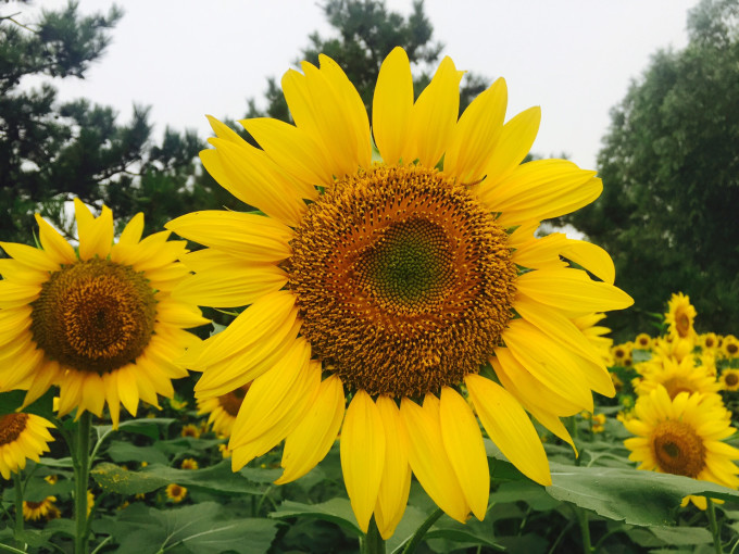 向阳花完整剧情免费看 wKgBZ1leBc2AUTIxAAtAaFzdd-Q15.jpeg?imageView2%2F2%2Fw%2F680%2Fq%2F90%7CimageMogr2%2Fstrip%2Fquality%2F90