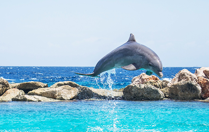 我們該不該去水族館看海豚?