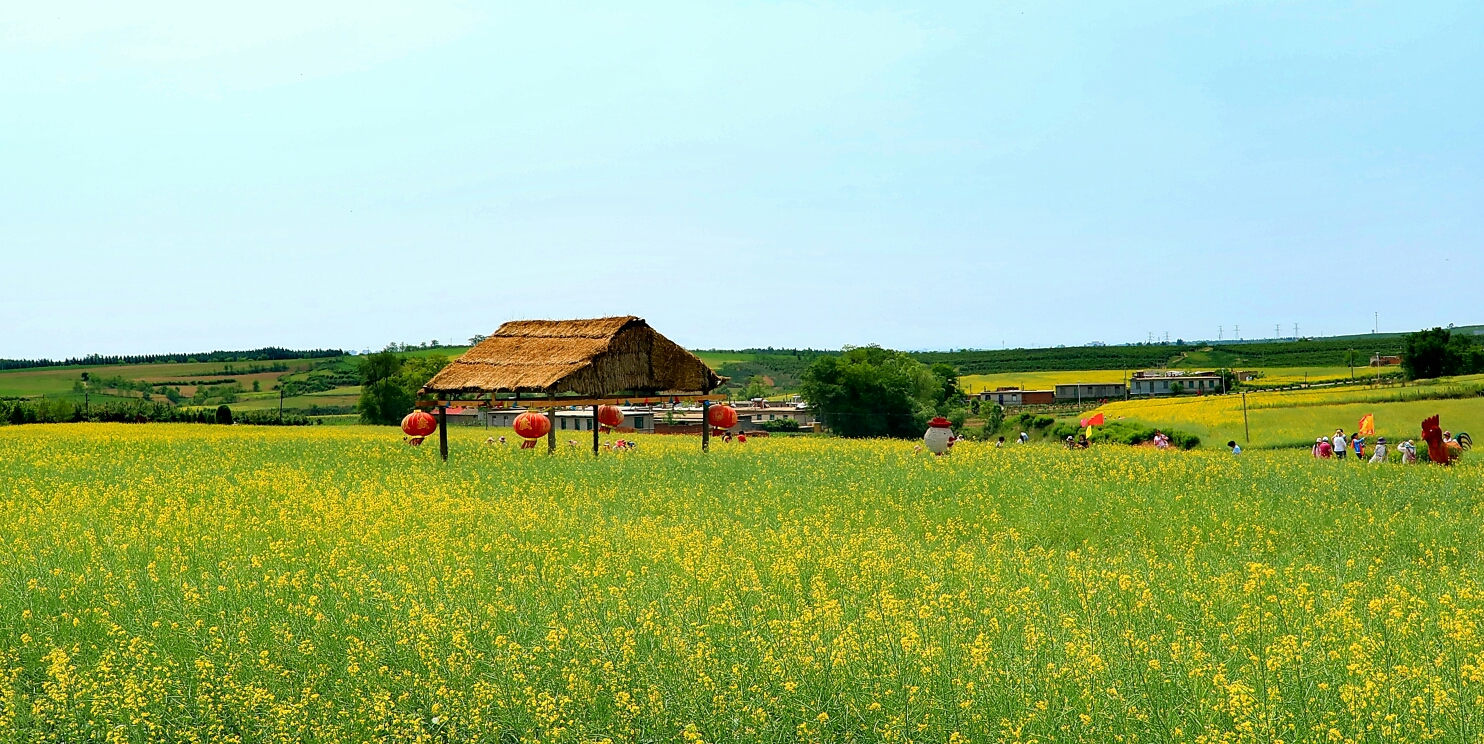 金州杏树屯油菜花开
