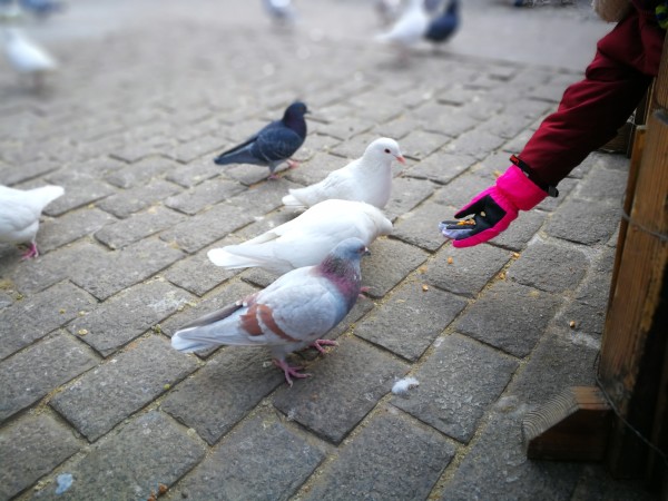 鸽子怎么喂才肥 wKgBEFpUth2Adi-gABuEOW9Yp6c34.jpeg?imageView2%2F2%2Fw%2F600%2Fh%2F600%2Fq%2F90