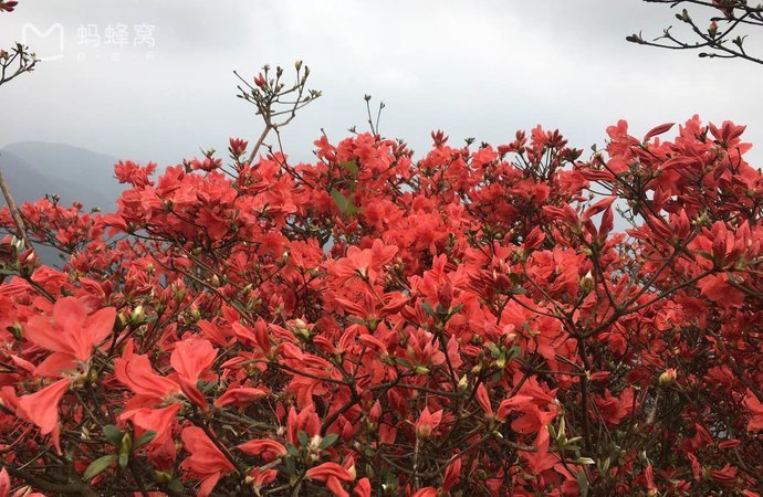 4月從化通天蠟燭山看漫山杜鵑(週一至週五去,時間可商量)