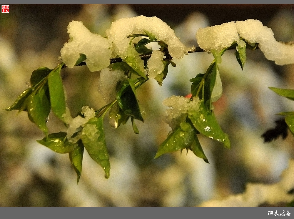 【原創攝影】風花雪夜迎春雪