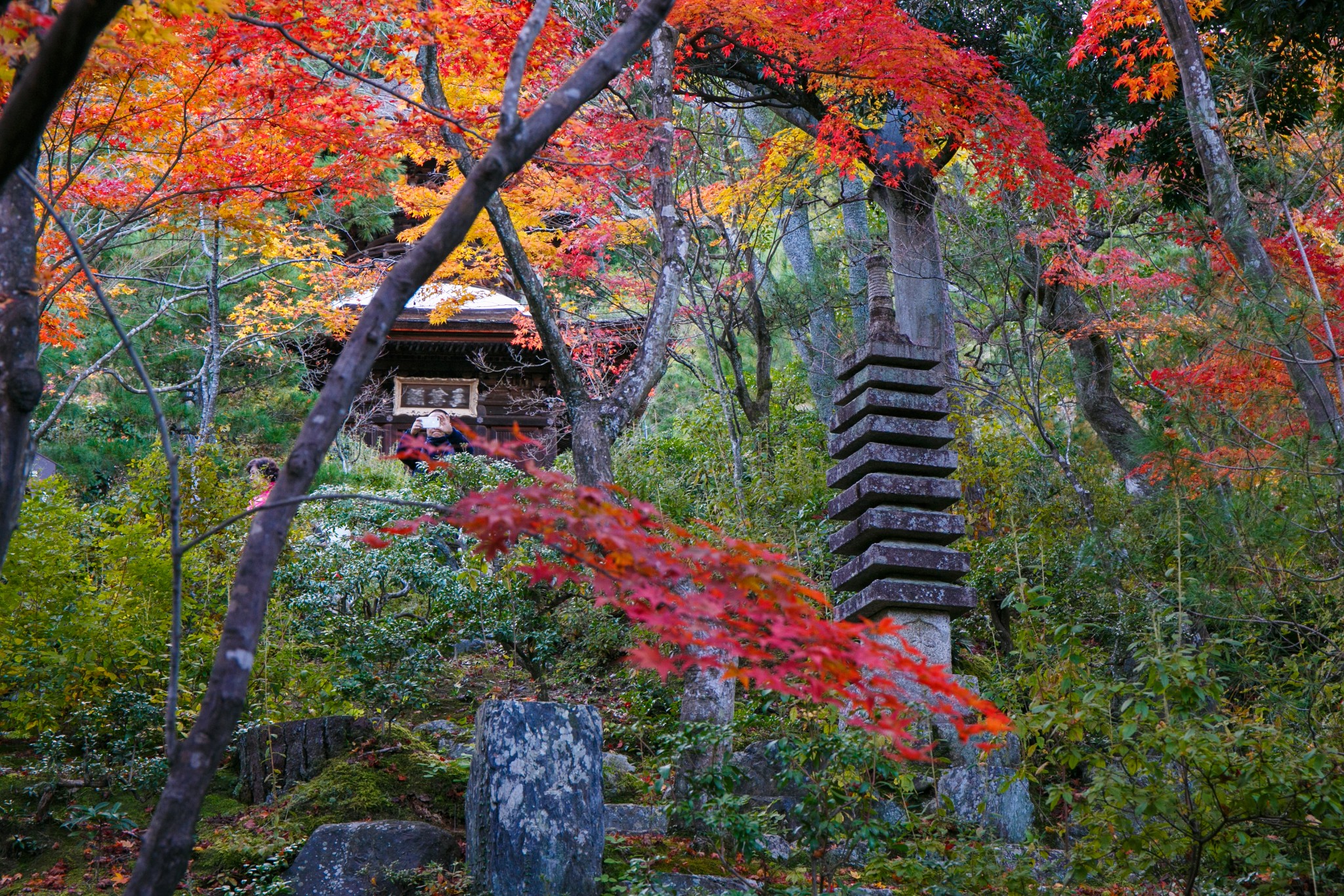 亭臺秋紅最關西|紅葉季關西漫遊 (和歌山 高野山 京都 奈良 大阪 犬鳴