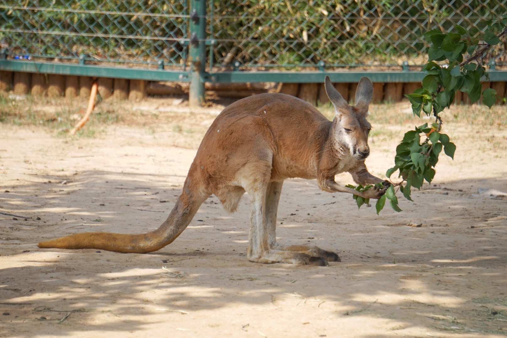 濟南濟南動物園遊玩攻略濟南動物園遊玩路線圖