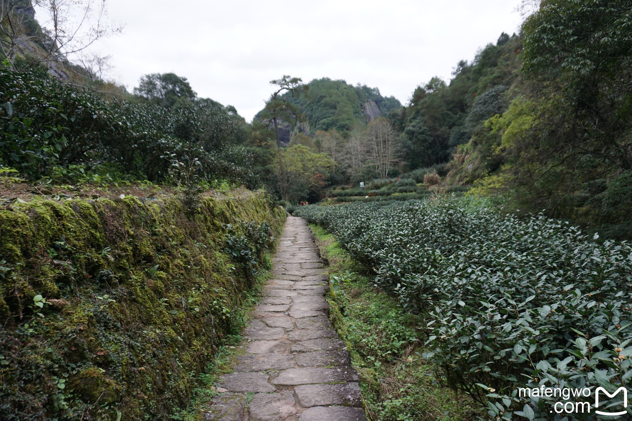 武夷山自助遊攻略