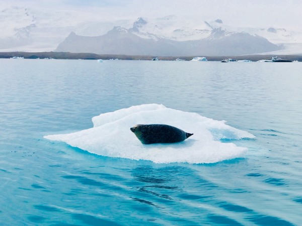 你想看的都在这里,冰岛南部海岸,杰古沙龙冰湖