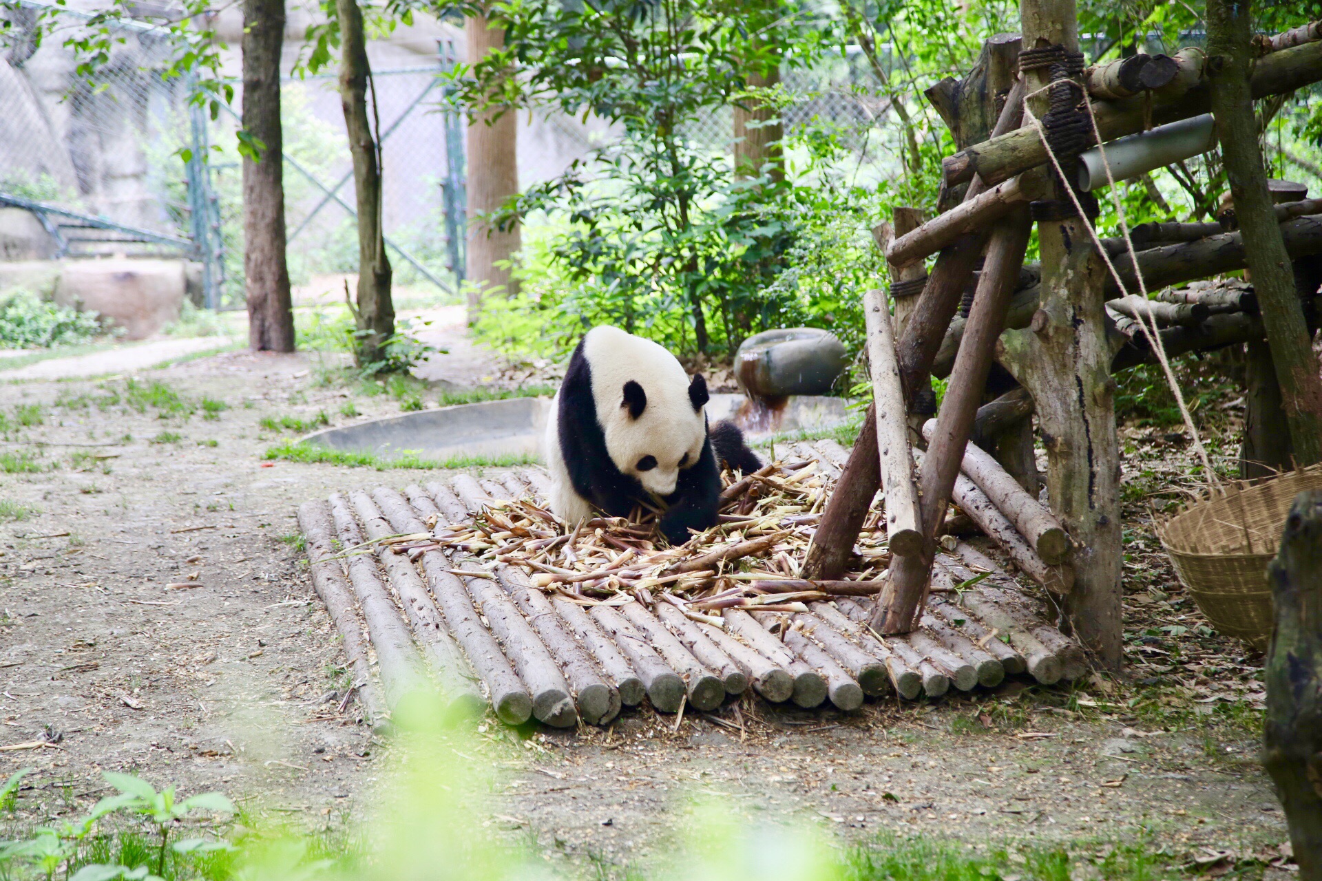 成都自助遊攻略