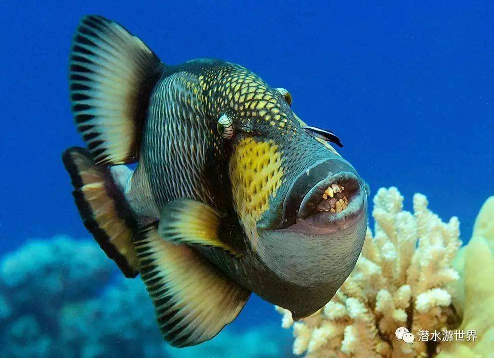 涛岛 游记  ↑扳机鱼就是这东西,实在不敢靠近照相,随便在网上找了一