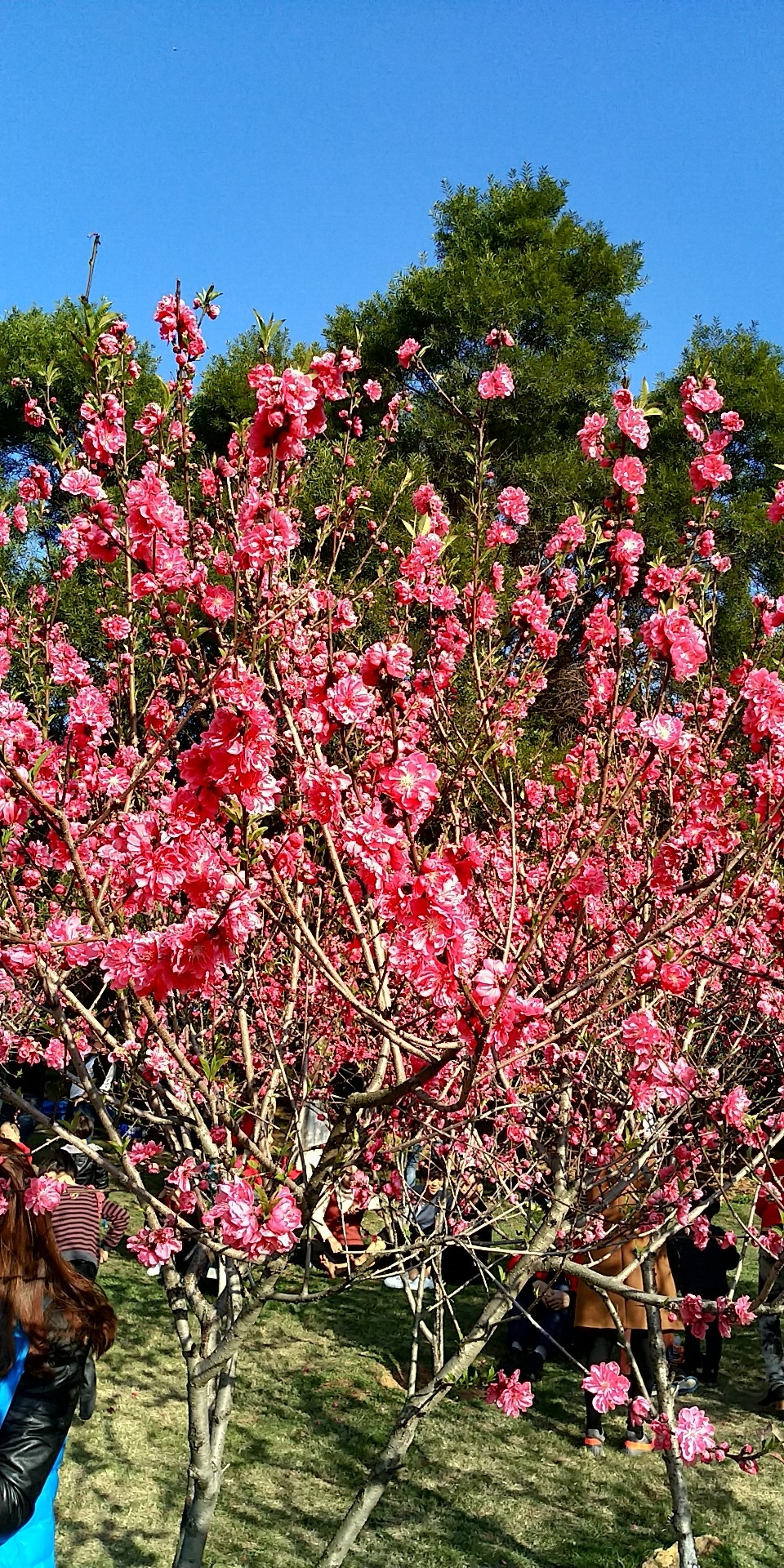 【七绝】《八仙山桃花开第七年》庄灿煌