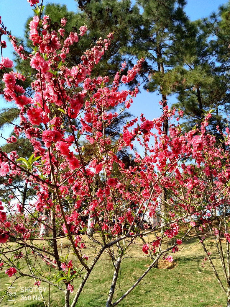 【七绝】《八仙山桃花开第七年》庄灿煌