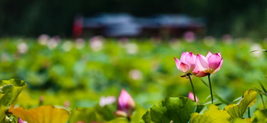 台儿庄游记--蚂蜂窝