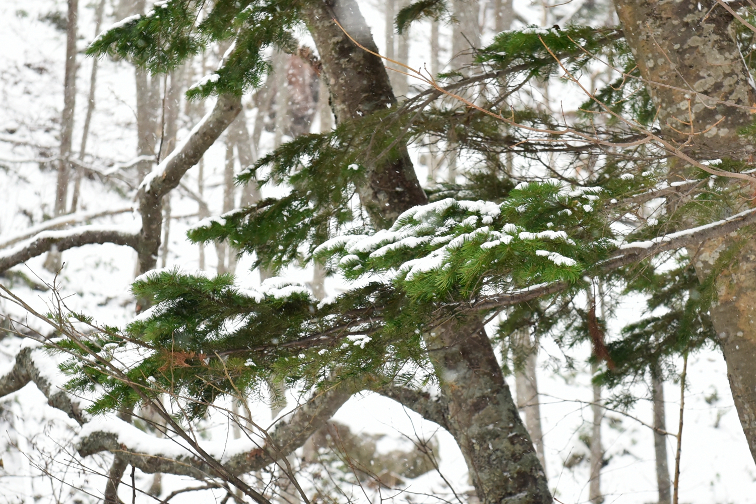 北海道自助遊攻略