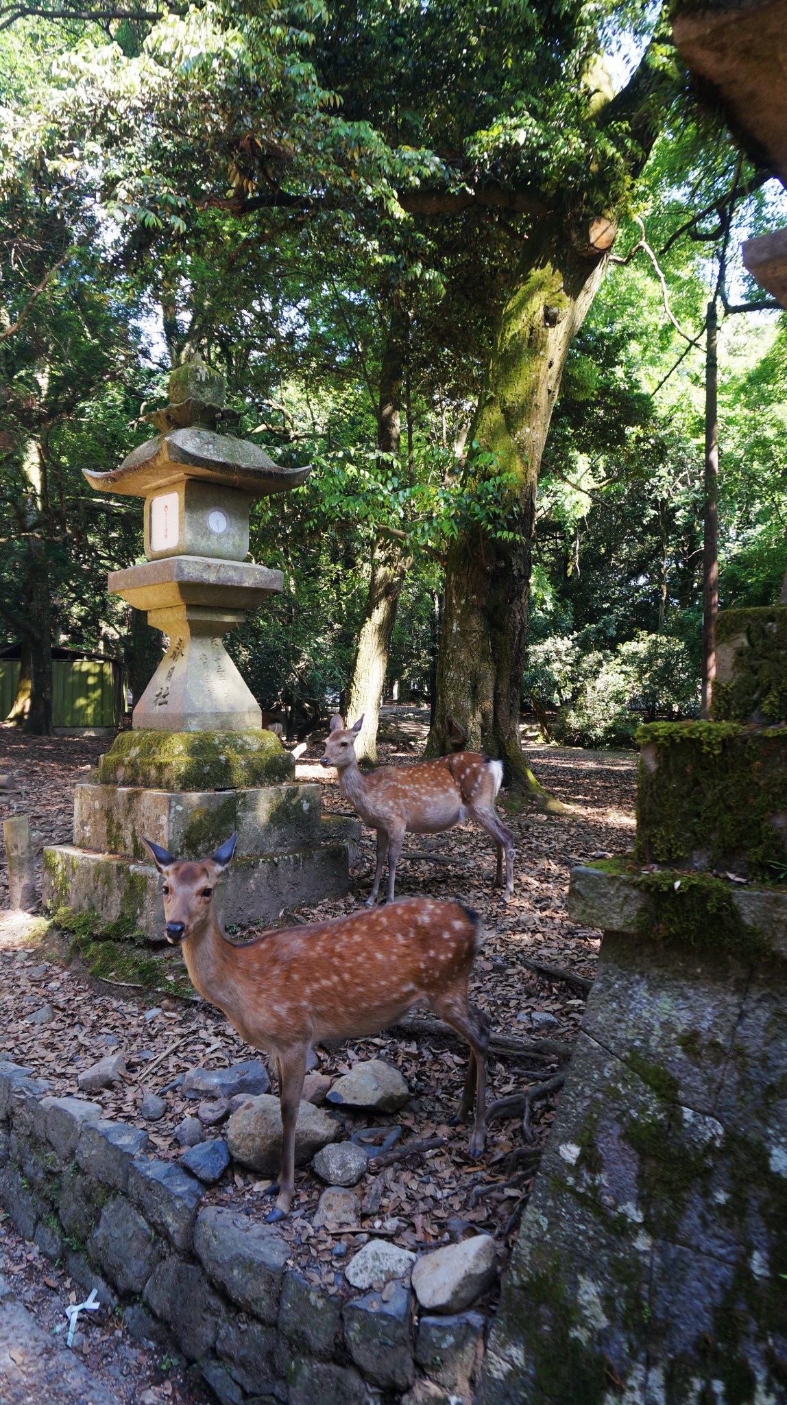 京都自助遊攻略