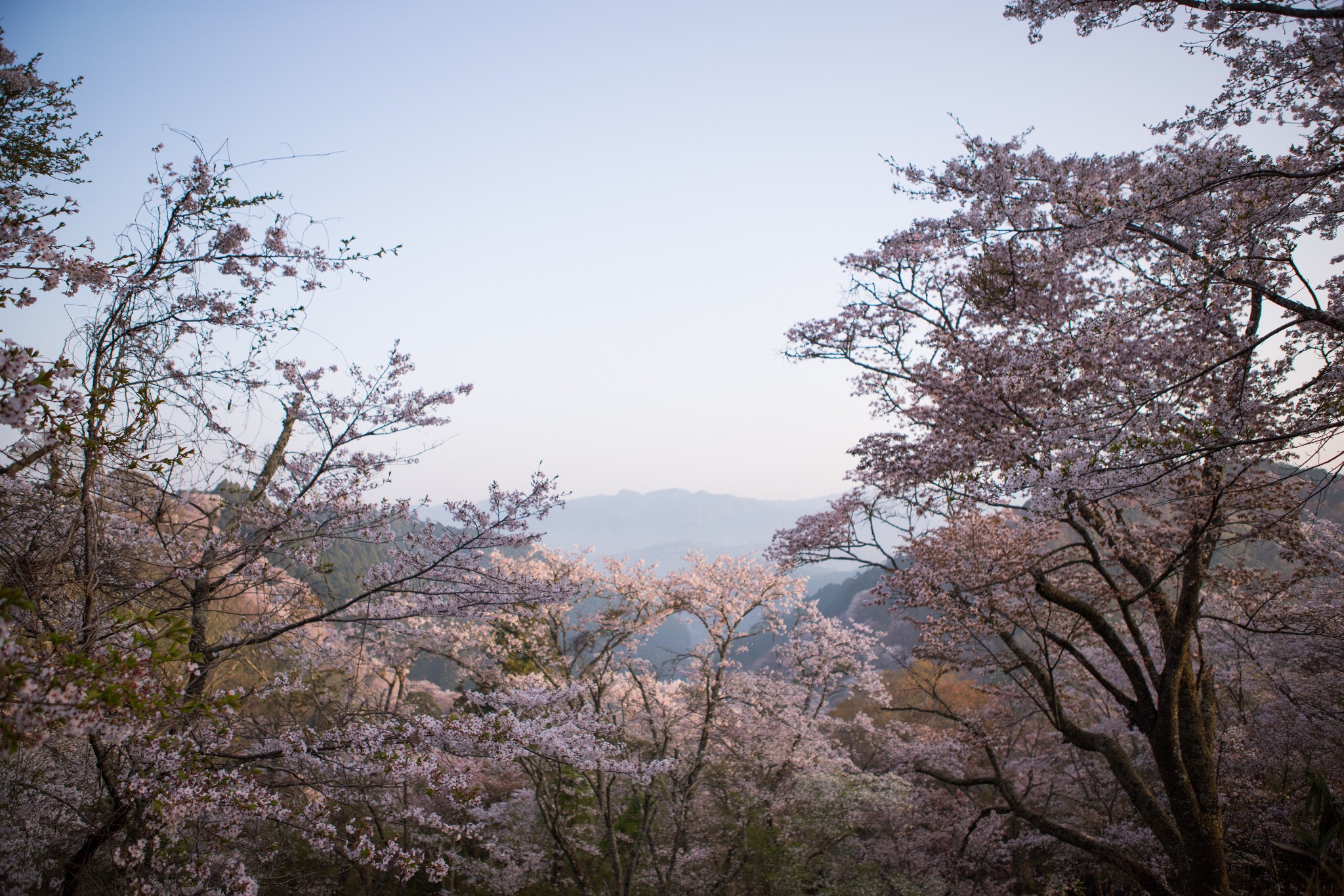 和歌山市自助遊攻略