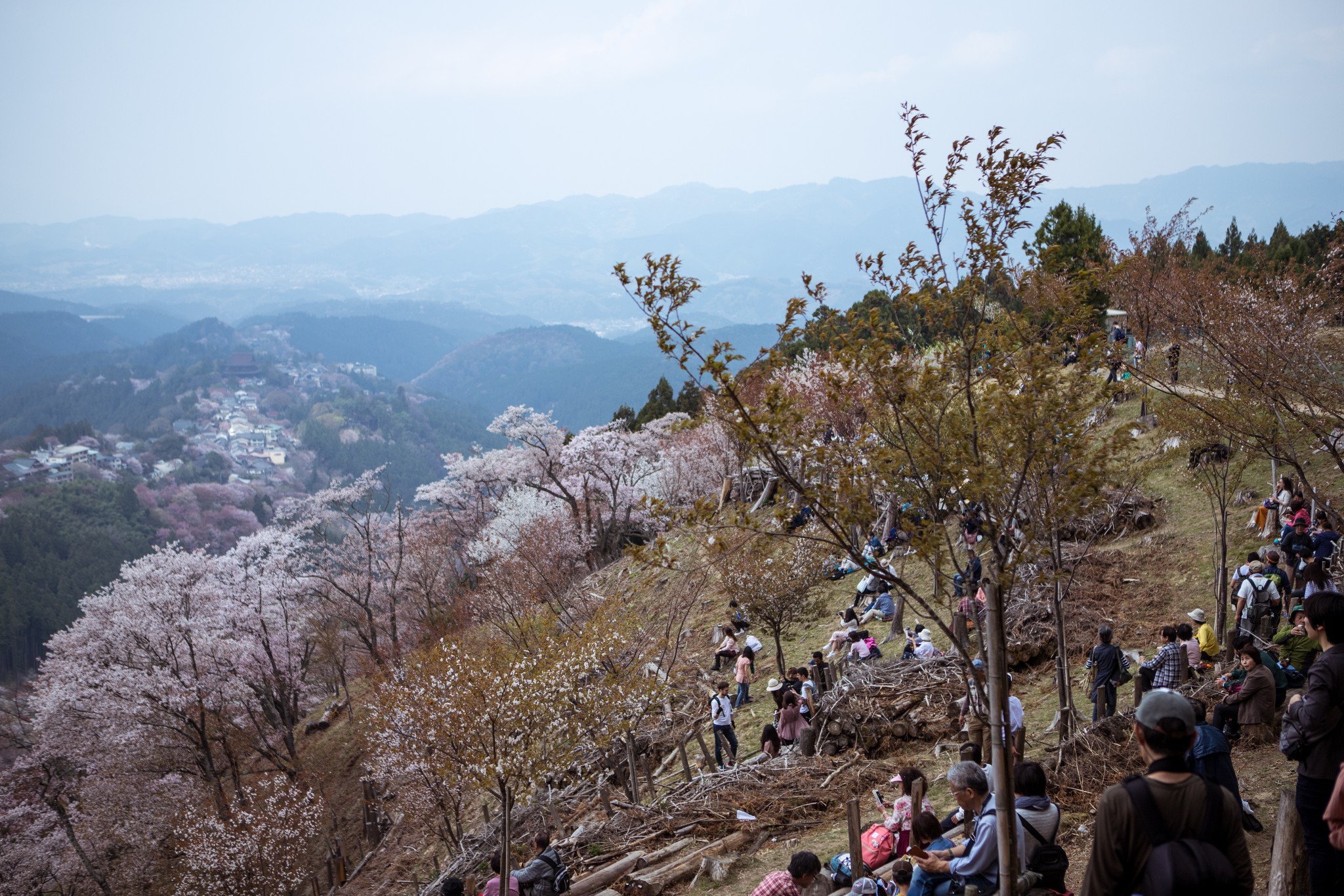 和歌山市自助遊攻略