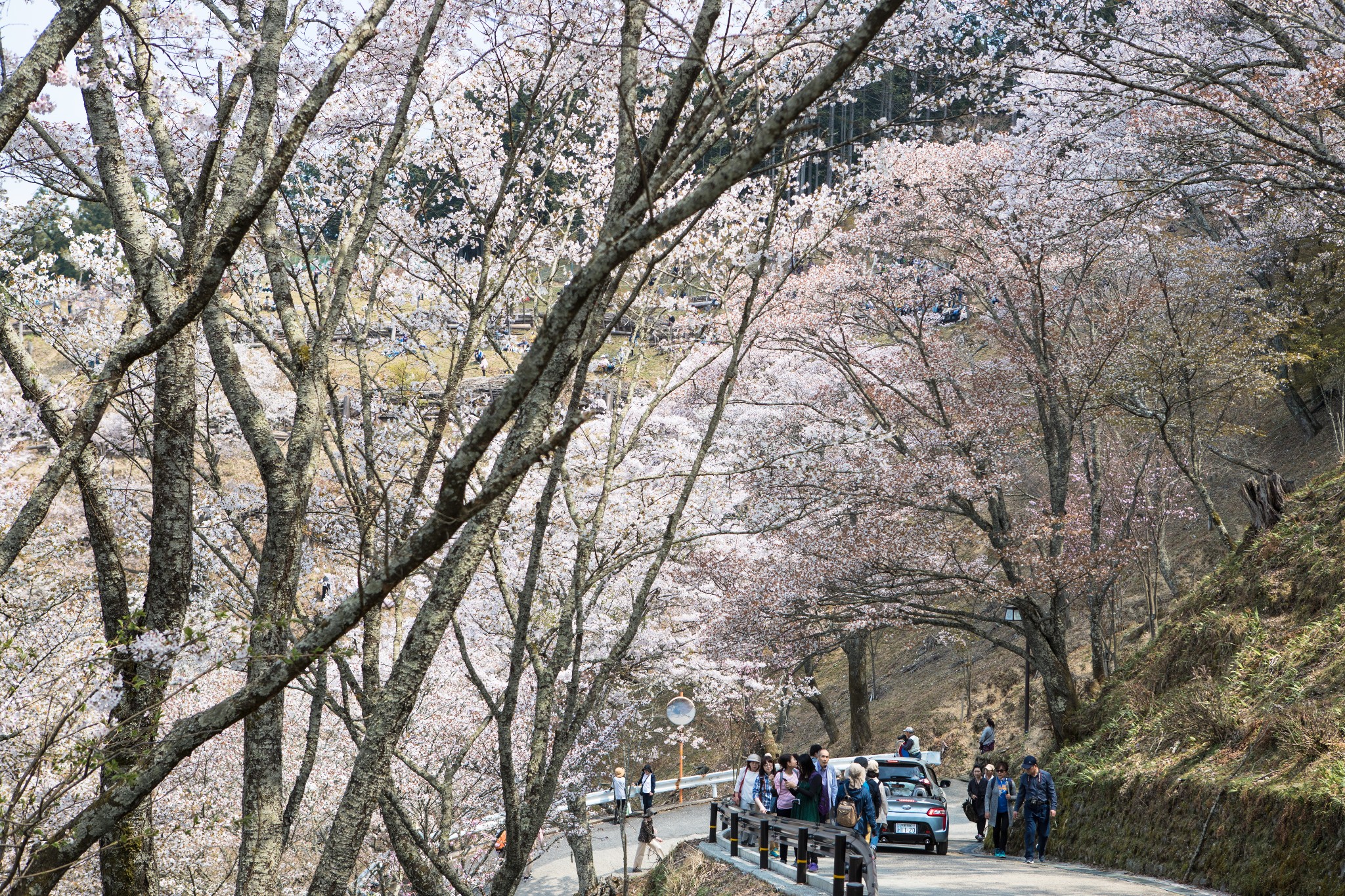 和歌山市自助遊攻略