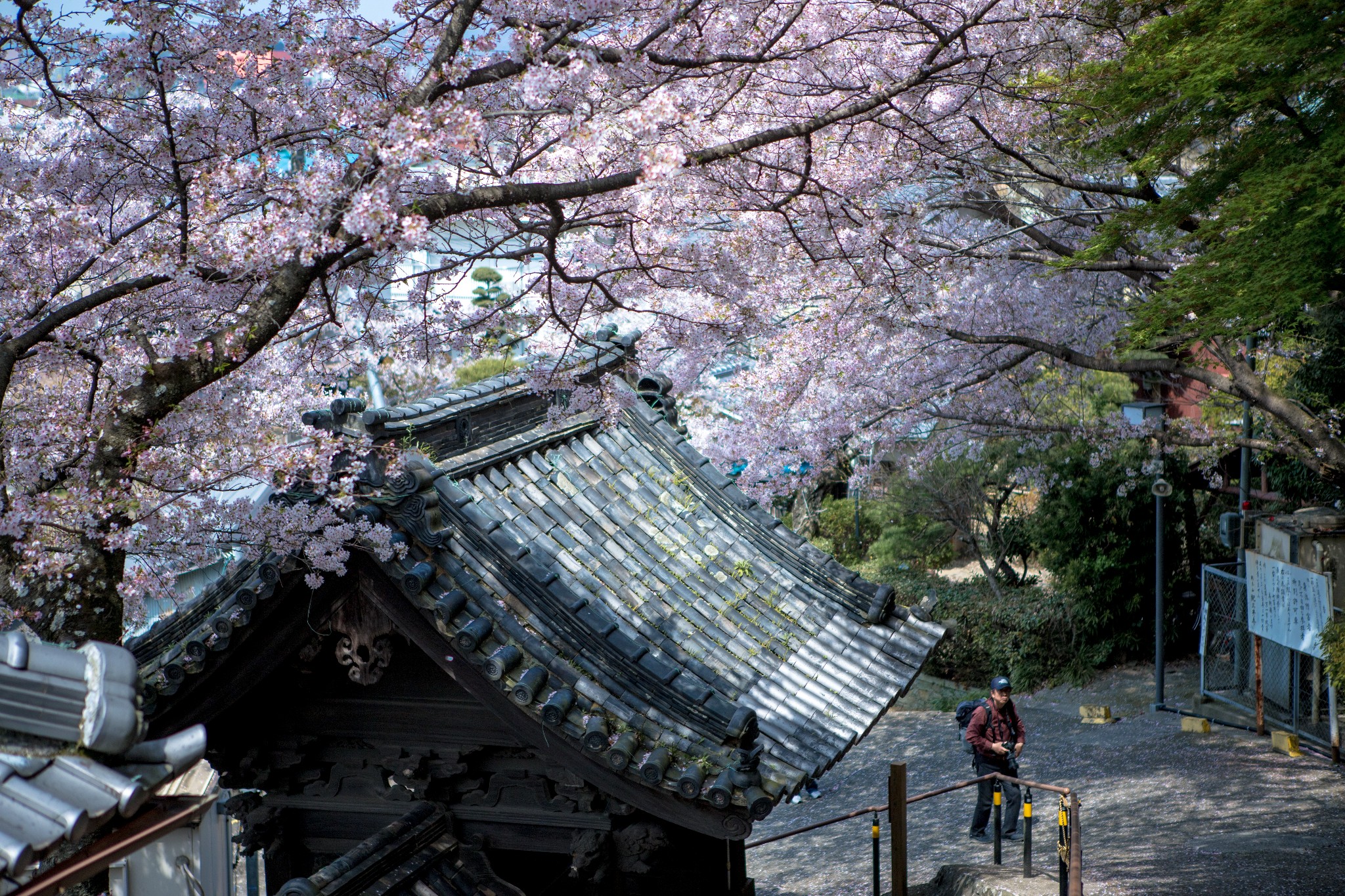 和歌山市自助遊攻略