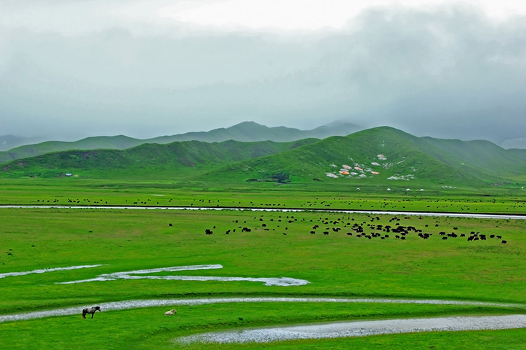 夏天的风 若尔盖大草原3日游(斑斓米亚罗 辽阔红原 妖艳花湖)