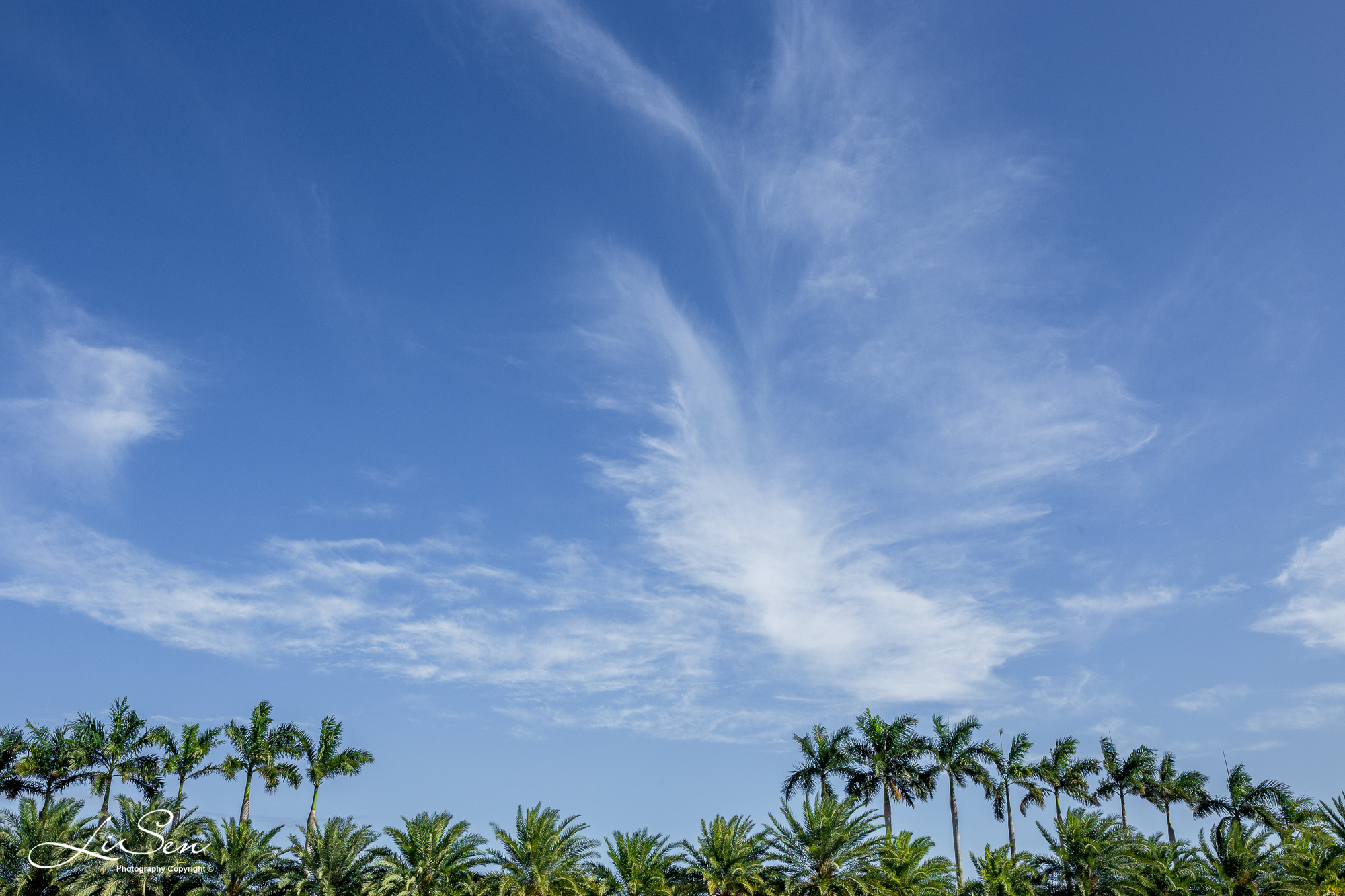 『 三亚 』千古柔情,椰林暖阳,这个冬天,且听涛声