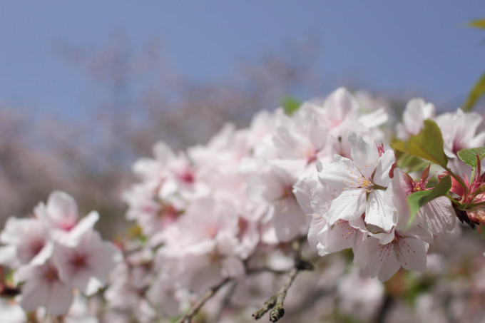 什么时候看樱花最合适 wKgBEFrHH8GACdyBAAQxVhJKXYA85.jpeg?imageView2%2F2%2Fw%2F680%2Fq%2F90%7CimageMogr2%2Fstrip%2Fquality%2F90