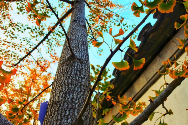 哪里买正宗的清香木 wKgED1v_x8yANoqZAArN7pMhcSg86.jpeg?imageView2%2F2%2Fw%2F600%2Fh%2F600%2Fq%2F90